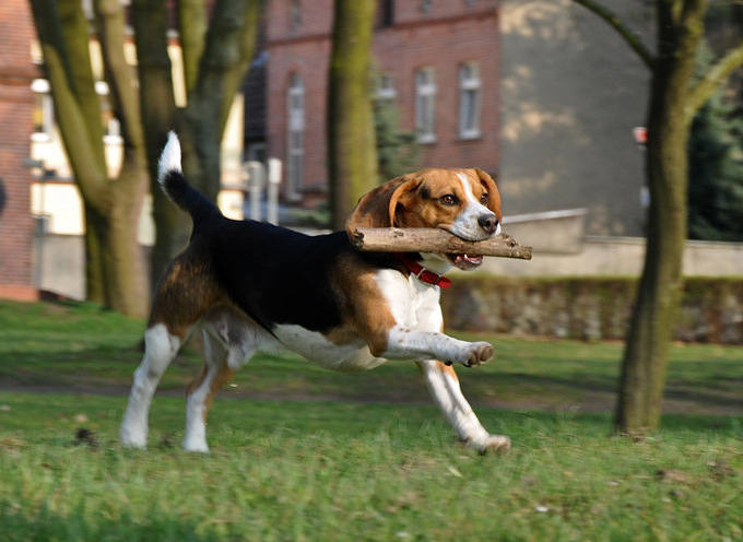 Beagle