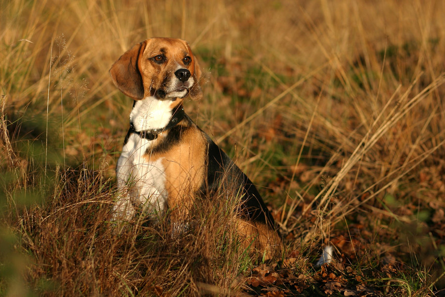 Beagle