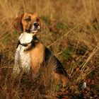 Beagle