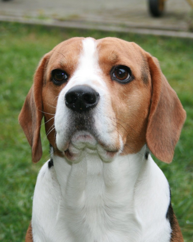 Beagle