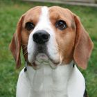 Beagle