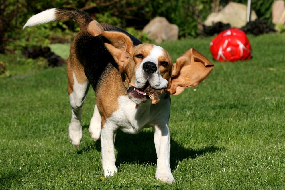 Beagle*