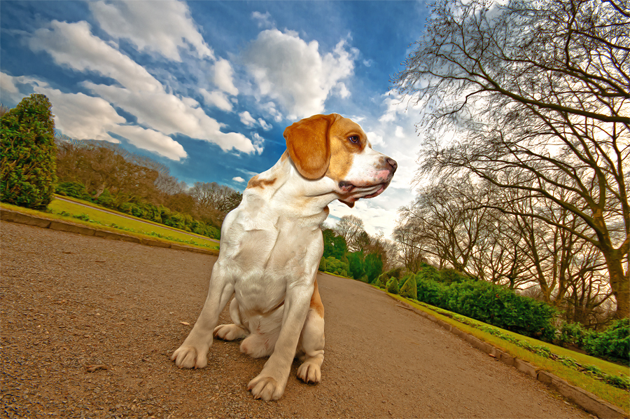 Beagle