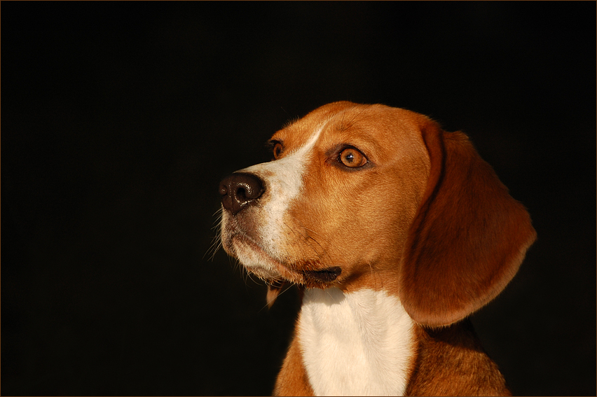 Beagle =