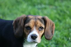 Beagle