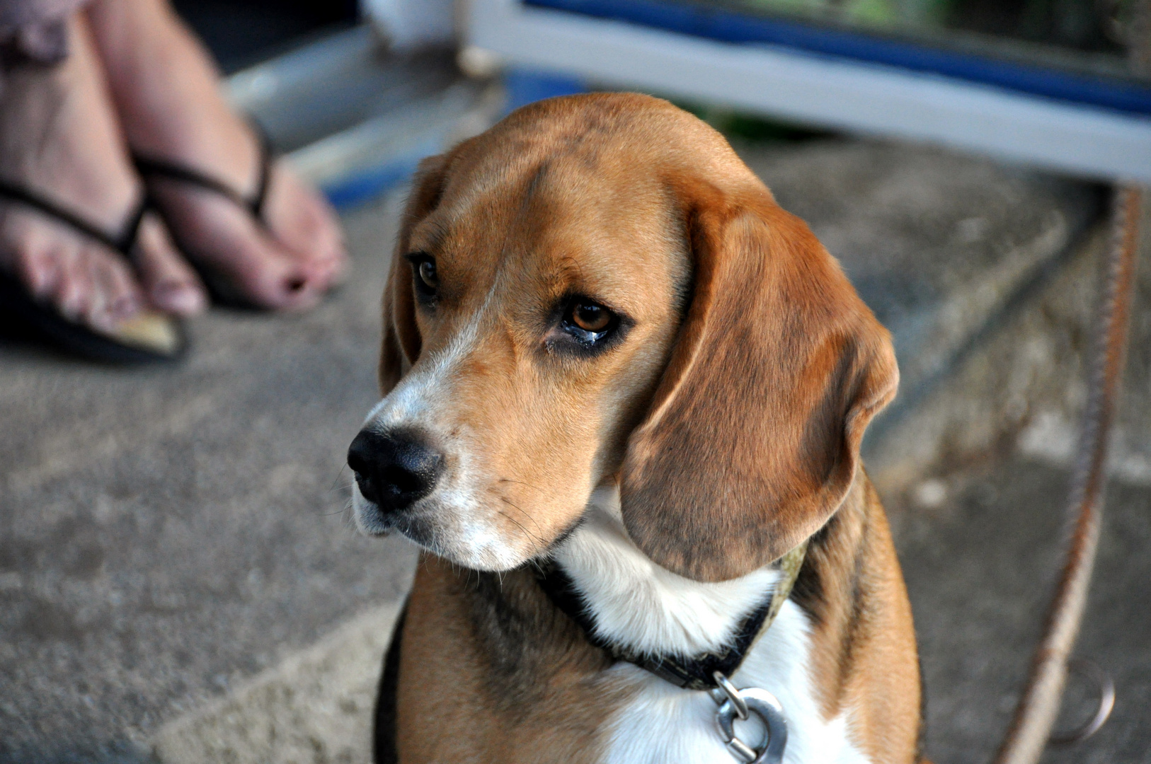 Beagle