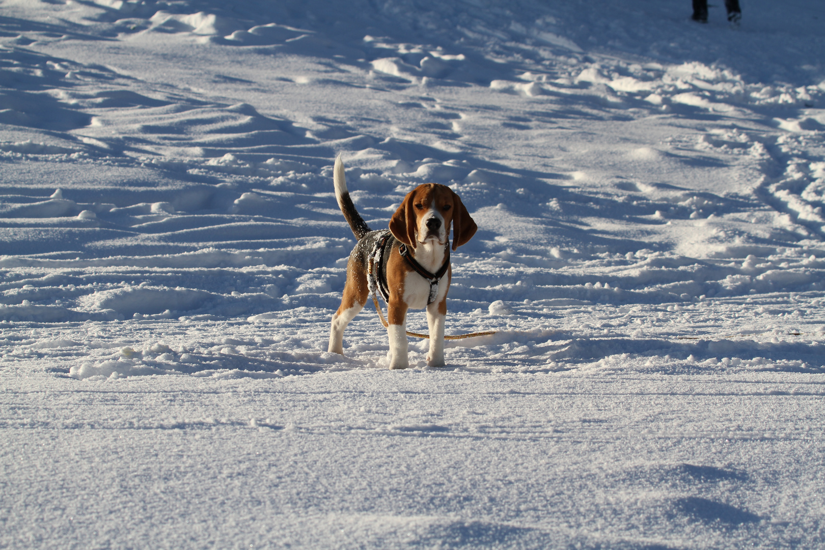 Beagle