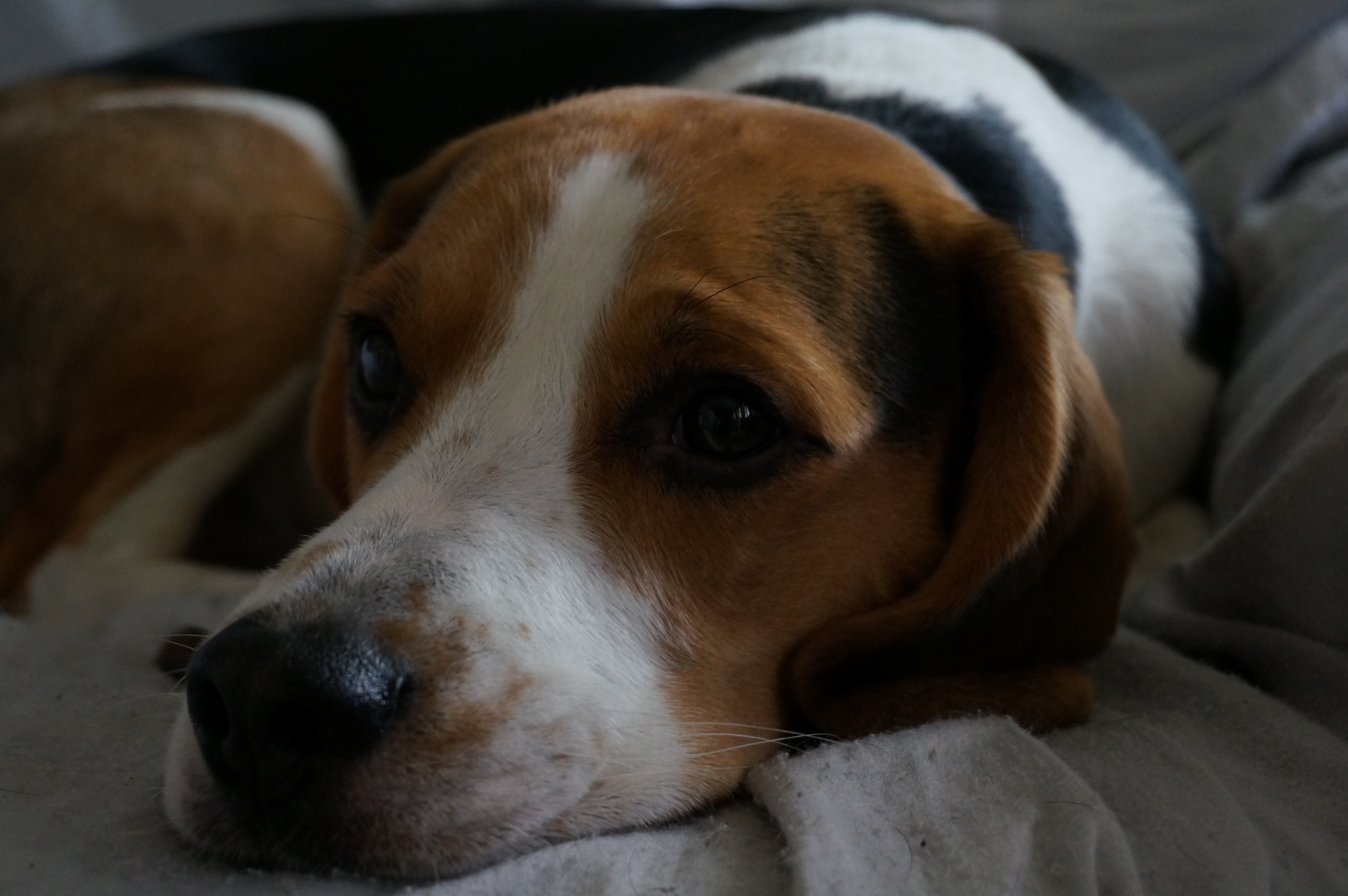 Beagle