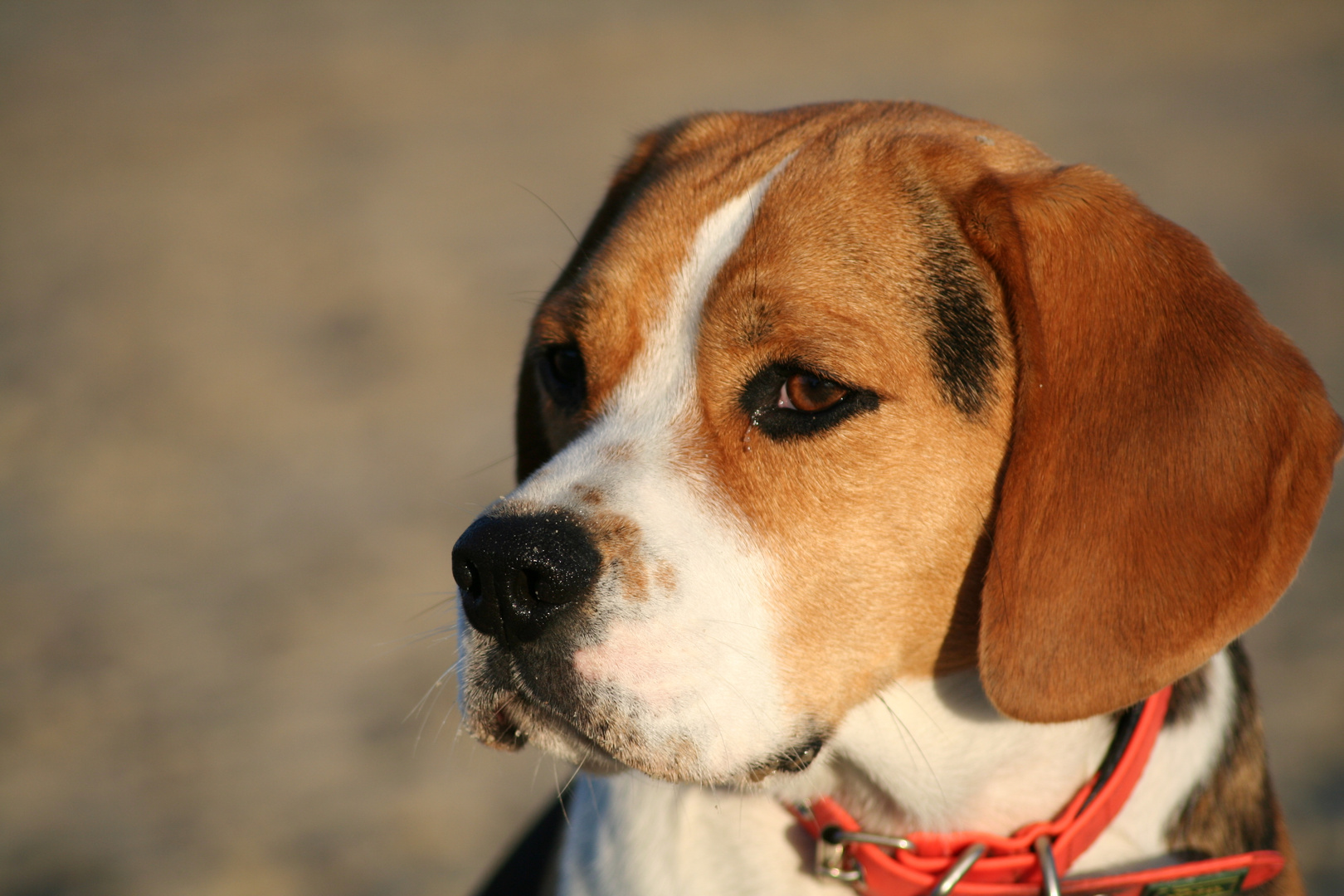 Beagle