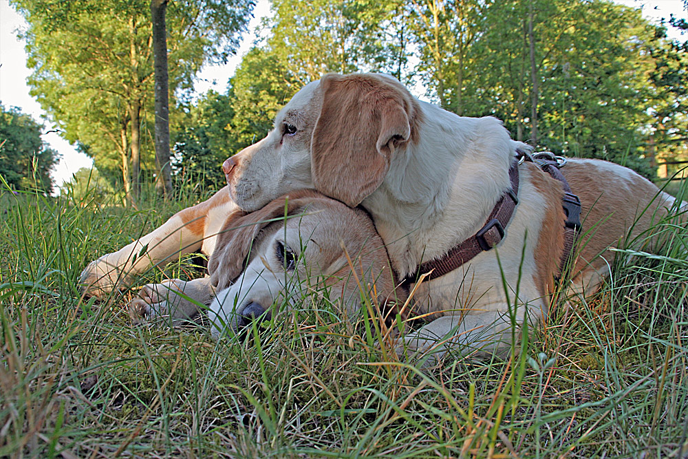 Beagle   - altes Brautpaar - ___oOOo_°(_)°_oOOo___