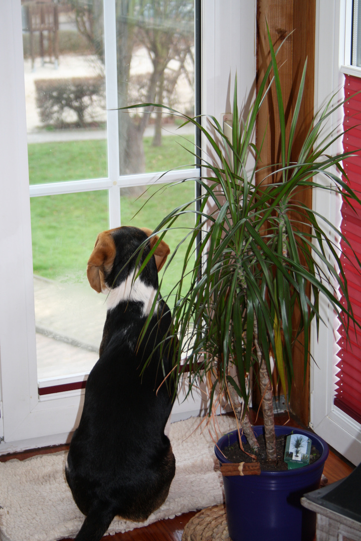 Beagle am Fenster