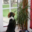 Beagle am Fenster