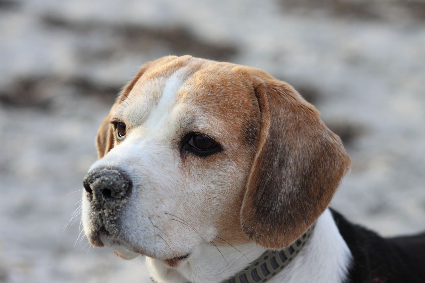 Beagle am Strand - völlig entspannt