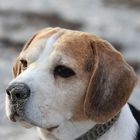 Beagle am Strand - völlig entspannt