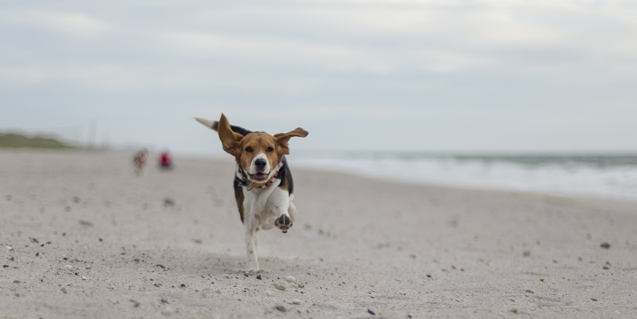 Beagle am Strand von Sylt