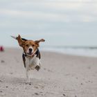 Beagle am Strand von Sylt