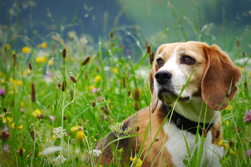 Beagle auf Bergwiese