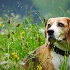 Beagle auf Bergwiese