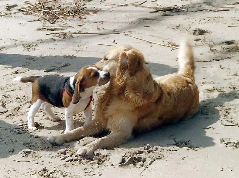 Beagle auf Tuchfühlung