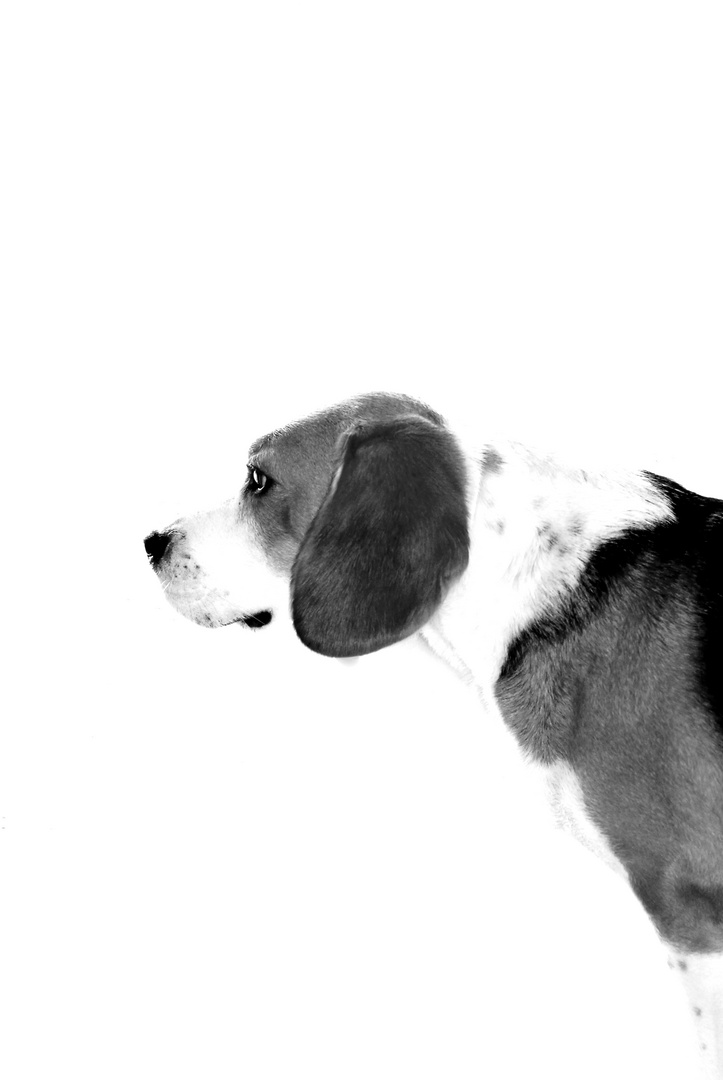 Beagle B.