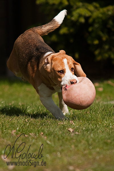 Beagle Balou ...