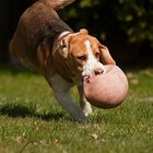 Beagle Balou ...