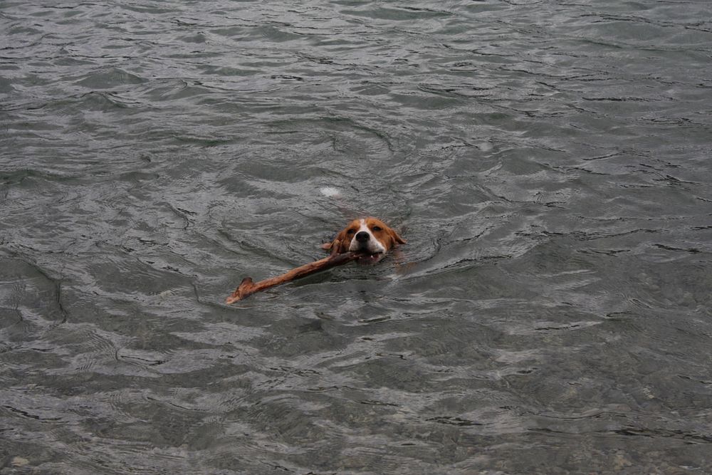 Beagle beim schwimmen