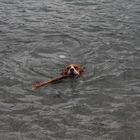 Beagle beim schwimmen
