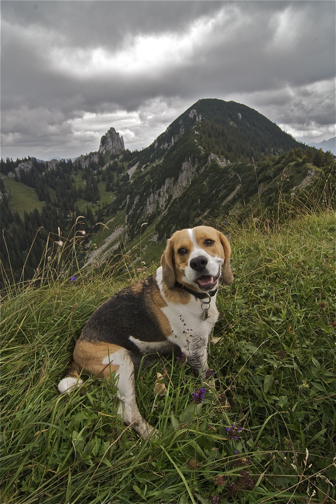 Beagle beim WANDERN