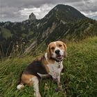 Beagle beim WANDERN