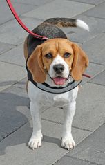 Beagle -Besucher der Sail Bremerhaven 2015-