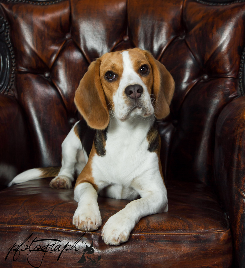 Beagle