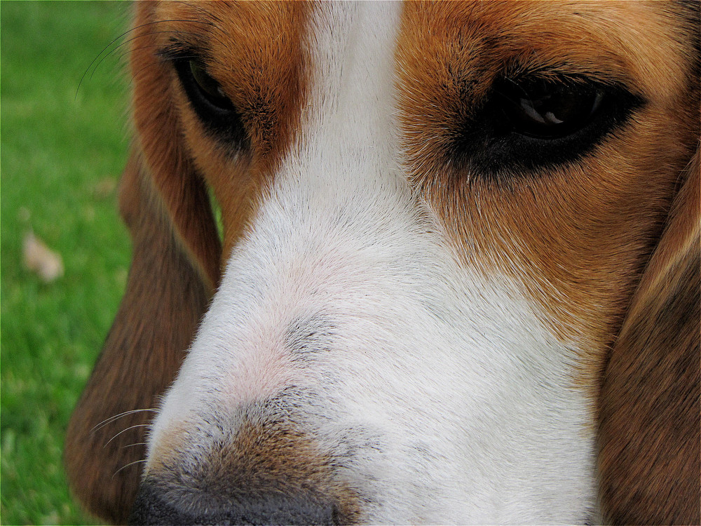 beagle.