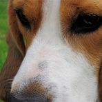 beagle.