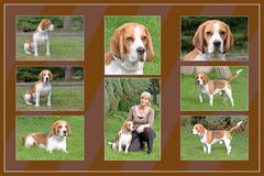 Beagle Collage