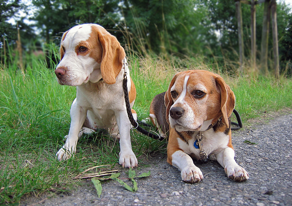 Beagle "Cosi & Casper" -Sommer '2005-