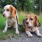 Beagle "Cosi & Casper" -Sommer '2005-