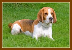 BEAGLE