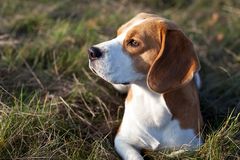 Beagle: Da liegt was in der Luft....