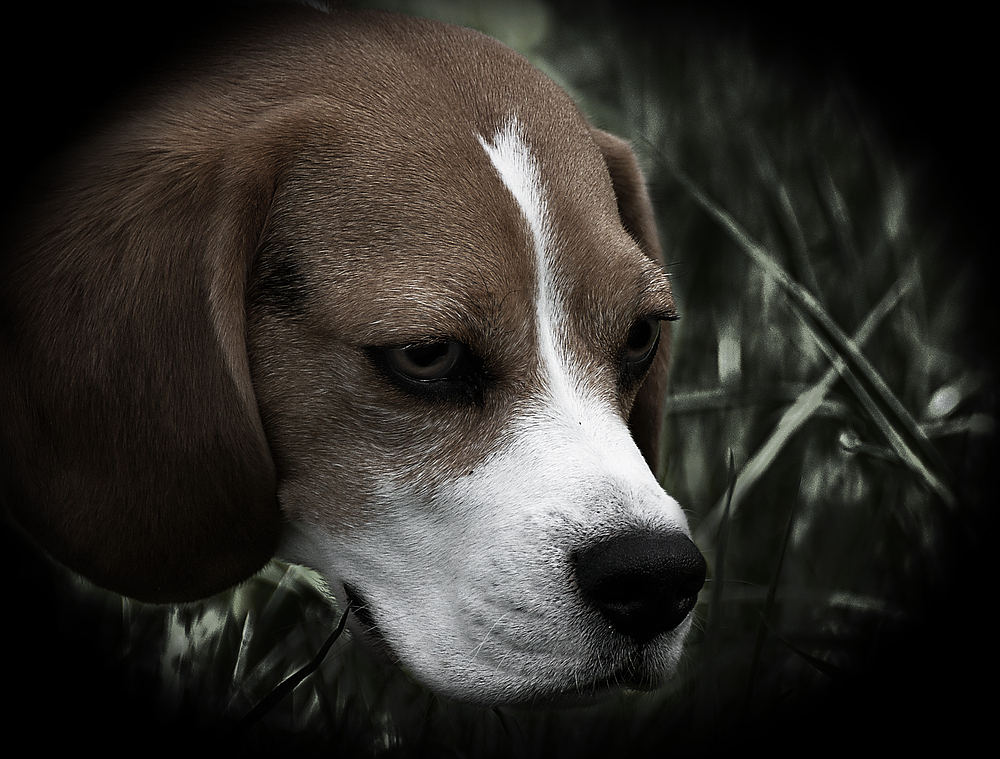 Beagle