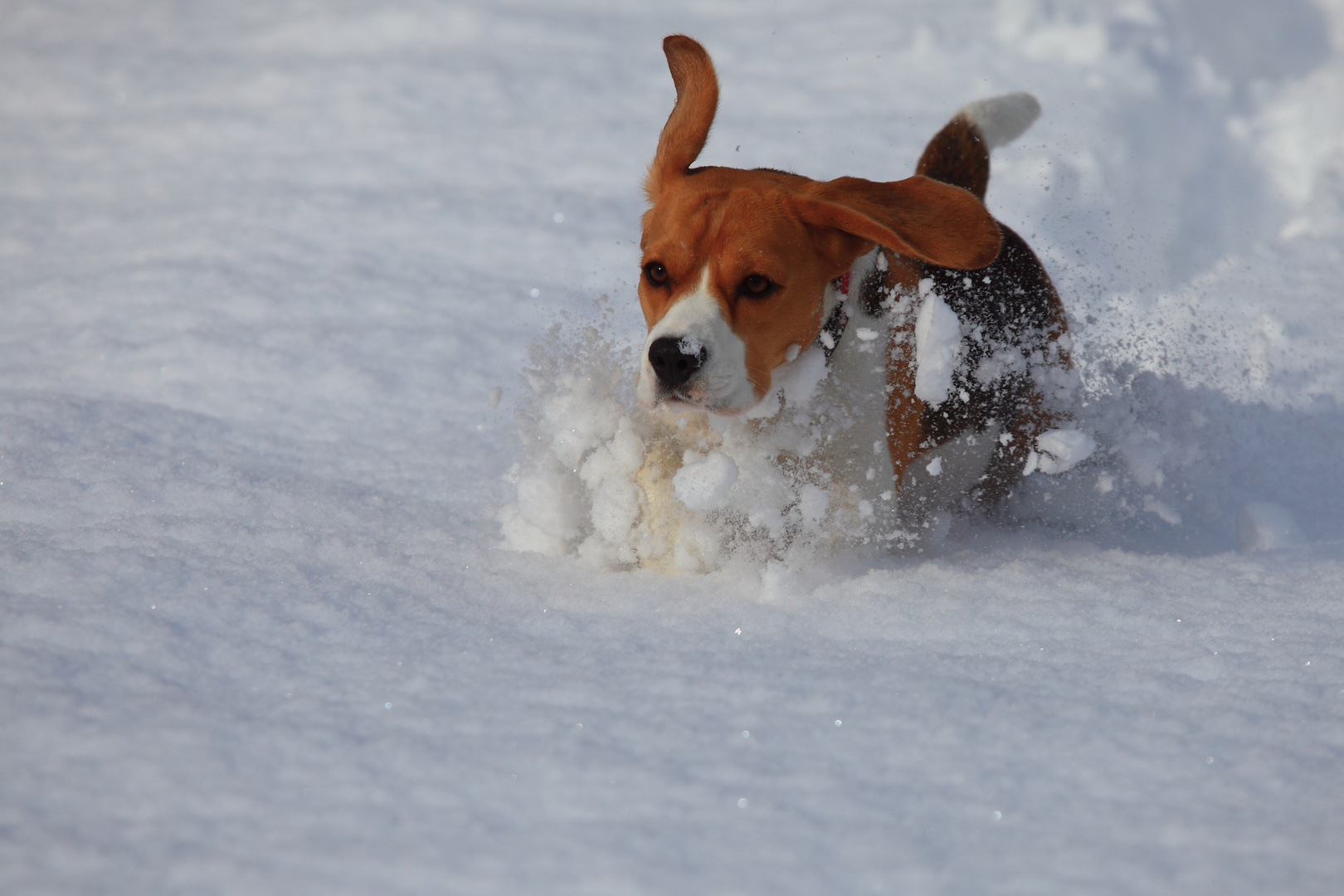 beagle delle nevi