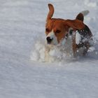 beagle delle nevi