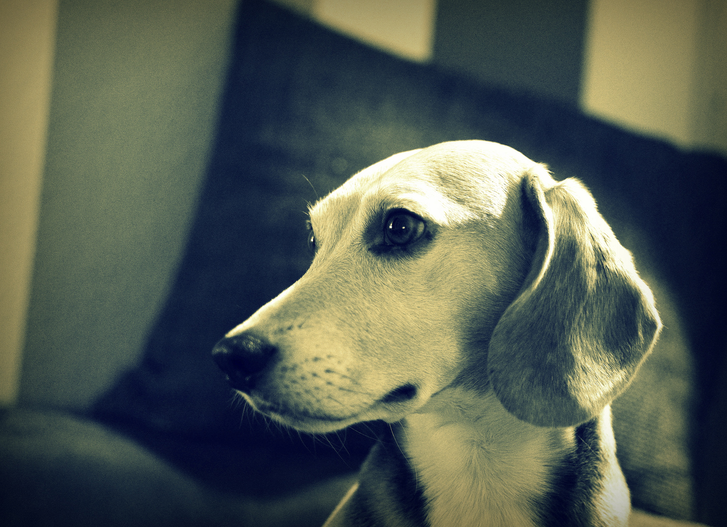 Beagle denkt nach