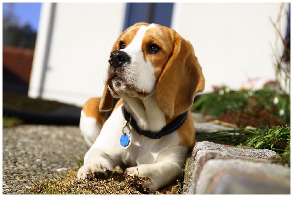 Beagle der Vandale