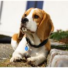 Beagle der Vandale