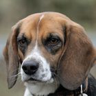 Beagle -ehemaliger Laborhund-