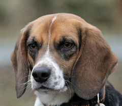 Beagle -ehemaliger Laborhund-