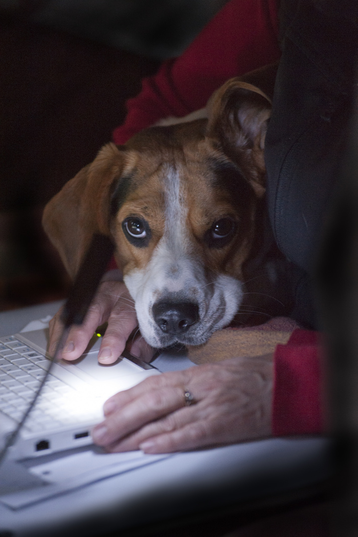 Beagle "Einstein" beim Online-Lernen