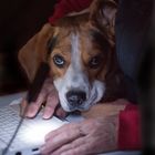 Beagle "Einstein" beim Online-Lernen