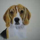 Beagle Emma